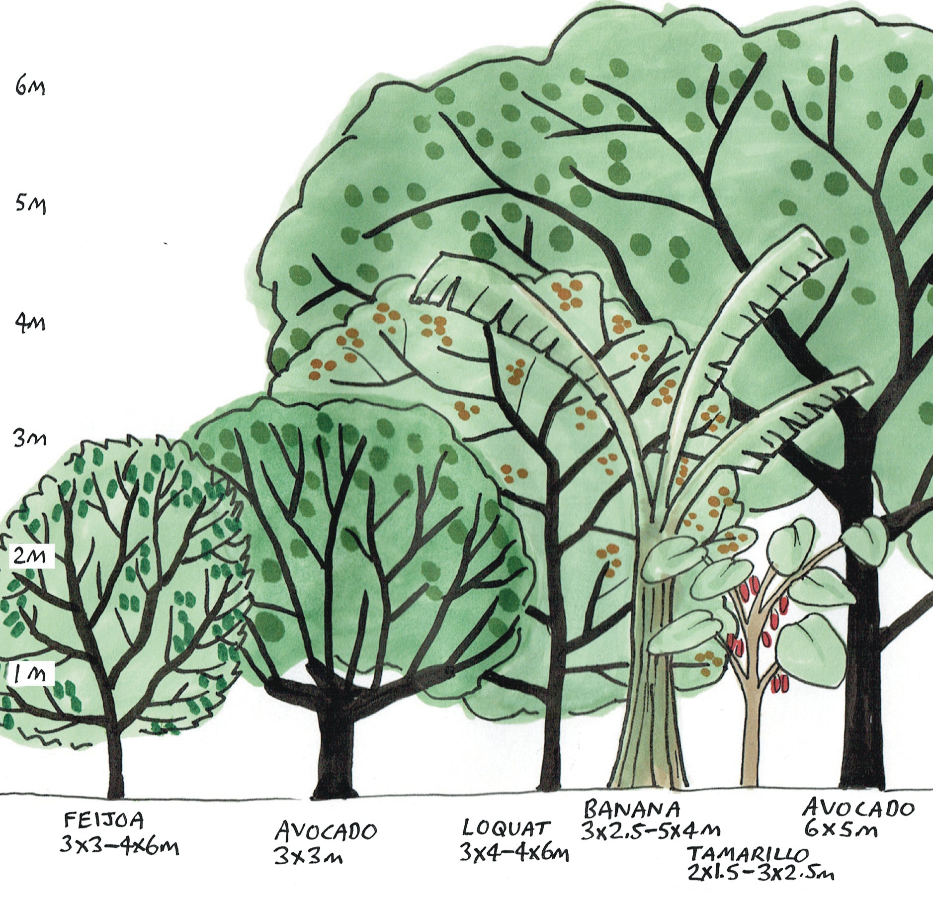 Homegrown Fruit – a practical guide | BOOK