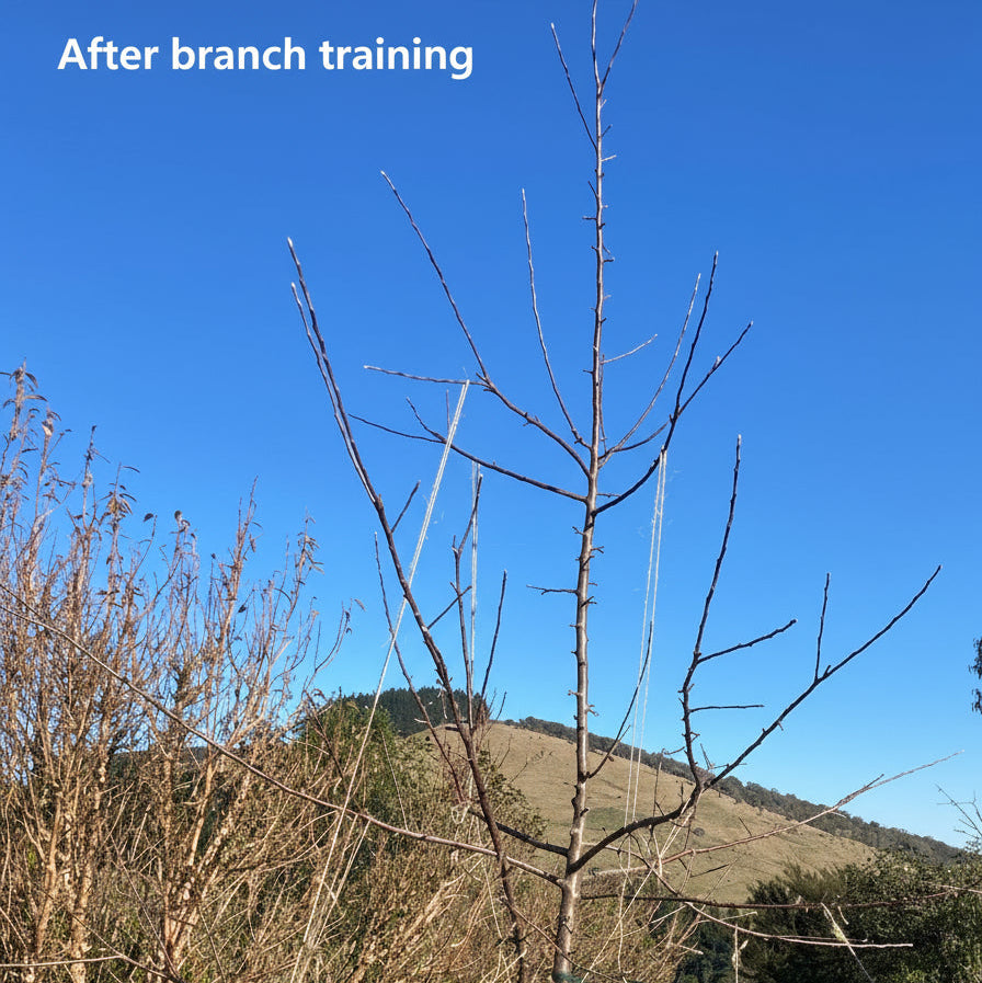 Apple tree after branch training with twine