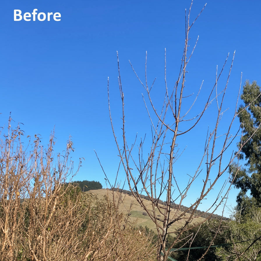 Apple tree before branch training