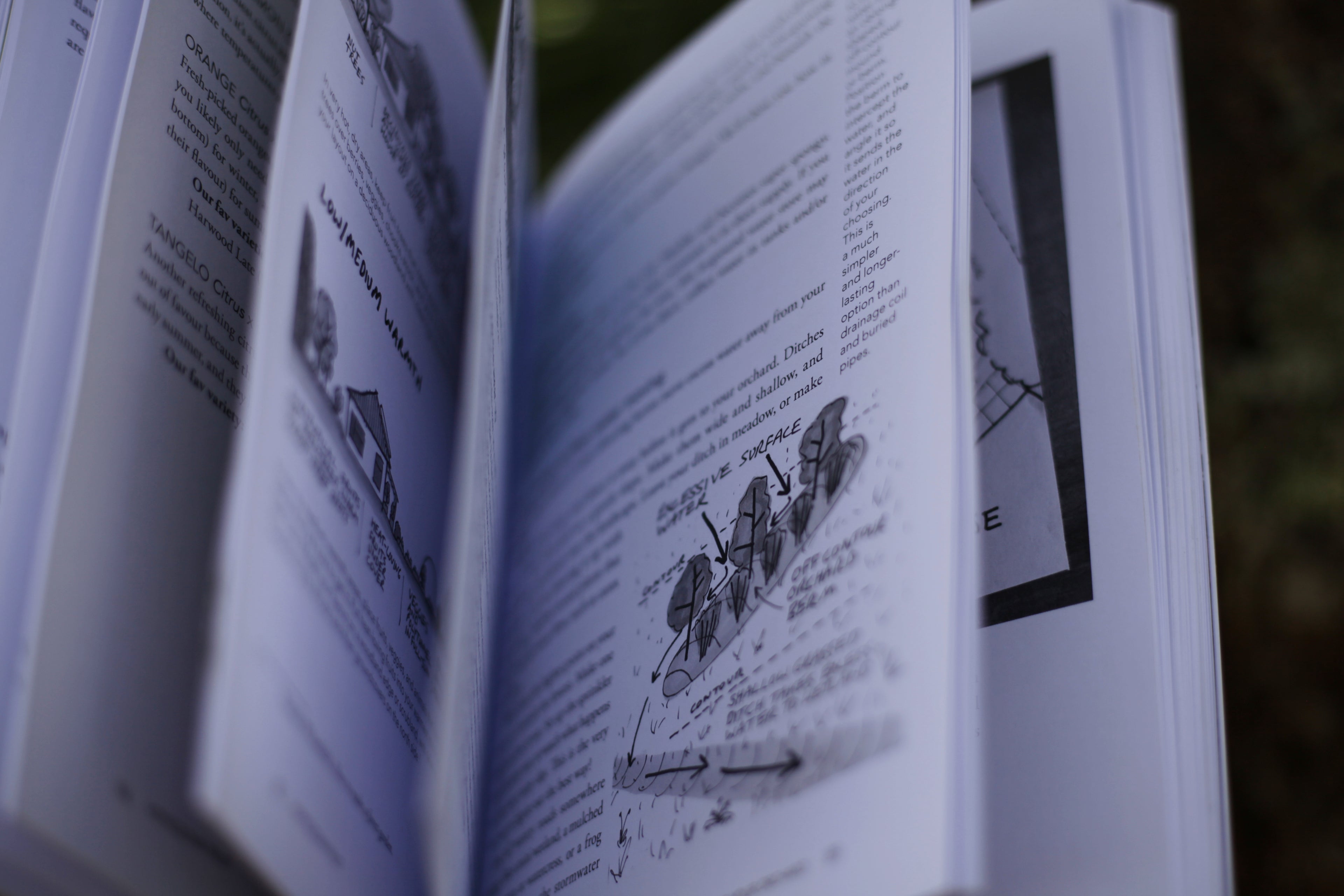 Homegrown Fruit – a practical guide | BOOK