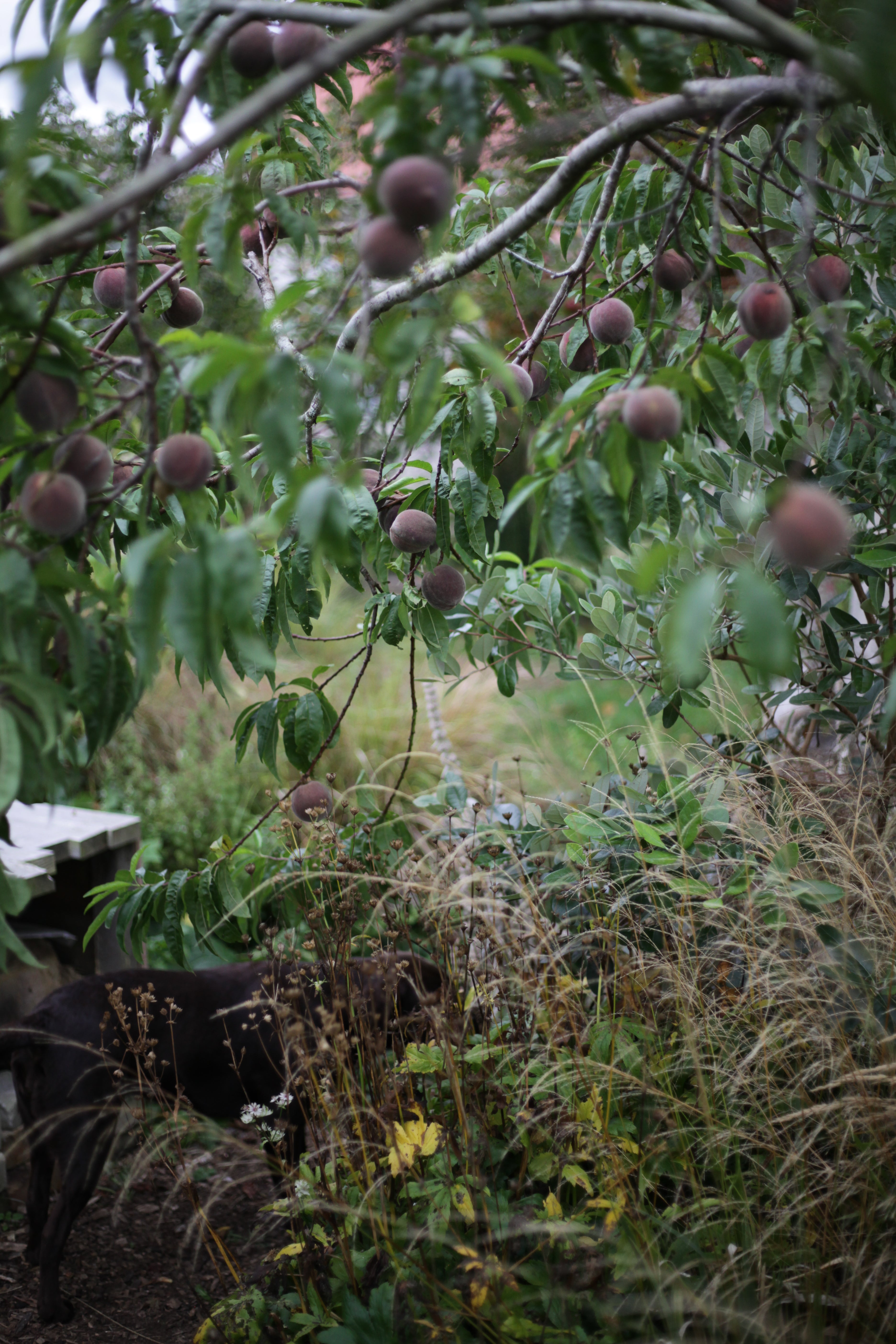 Fruit Trees, Berries, Grapes, Figs, support plants etc