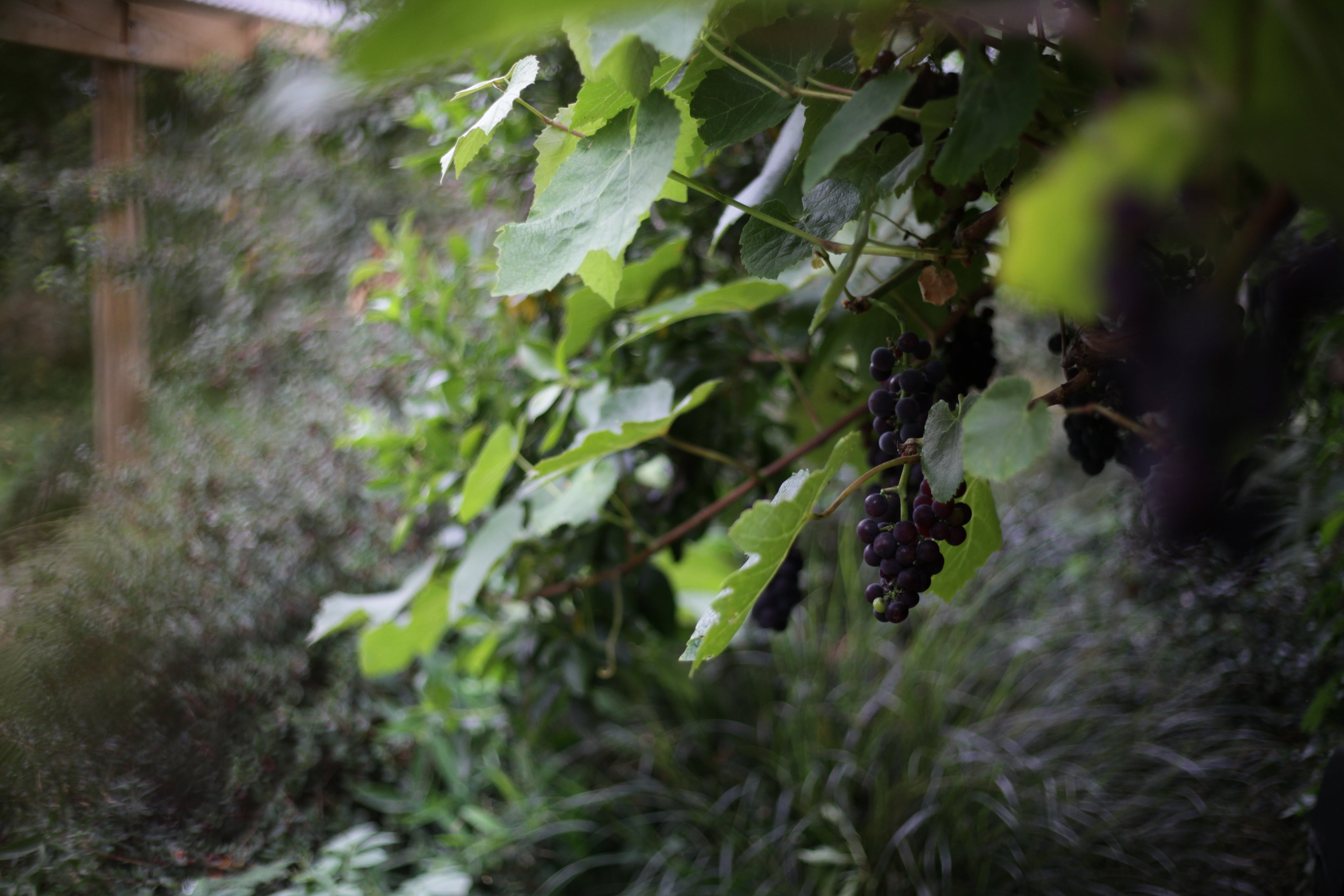 Fruit Trees, Berries, Grapes, Figs, support plants etc