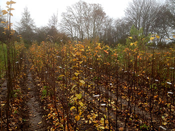 Fruit Trees, Berries, Grapes, Figs, support plants etc