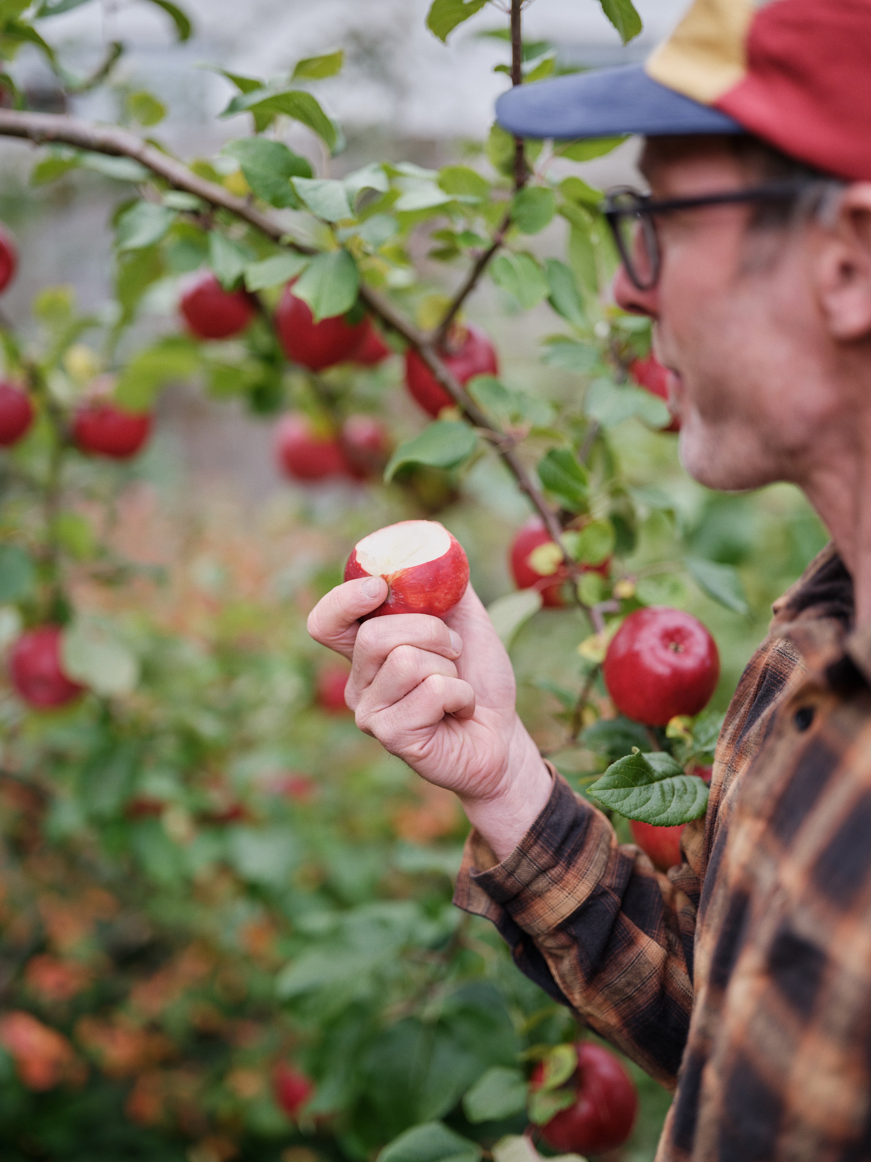 Fruit Trees, Berries, Grapes, Figs, support plants etc