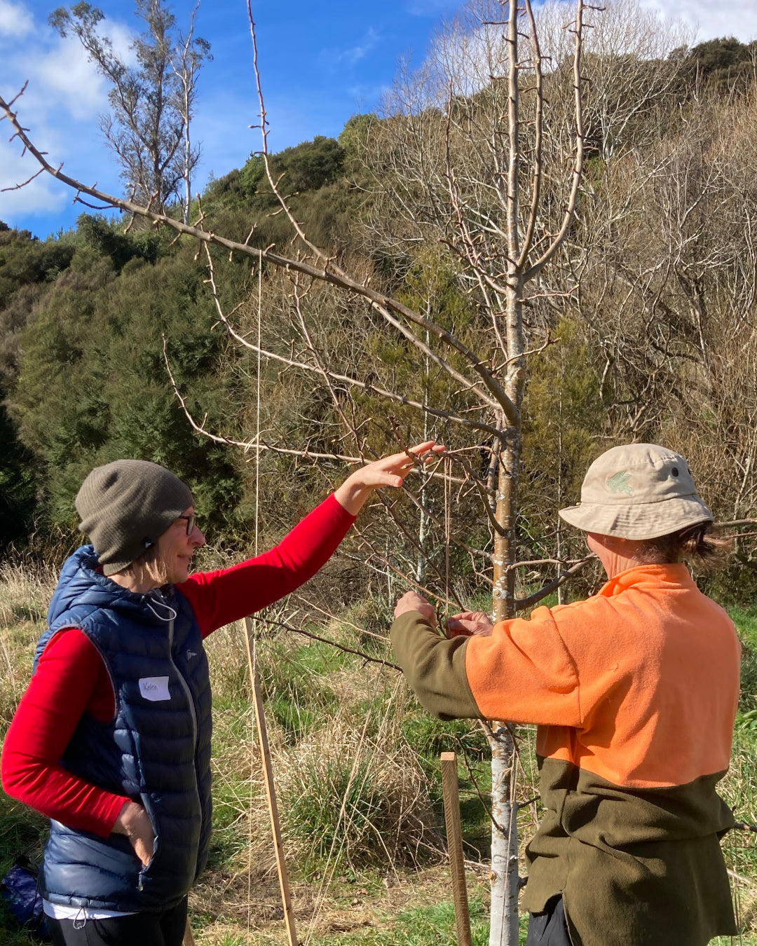 Natural Fruit Tree Pruning & Training Workshop (Includes book & notes)