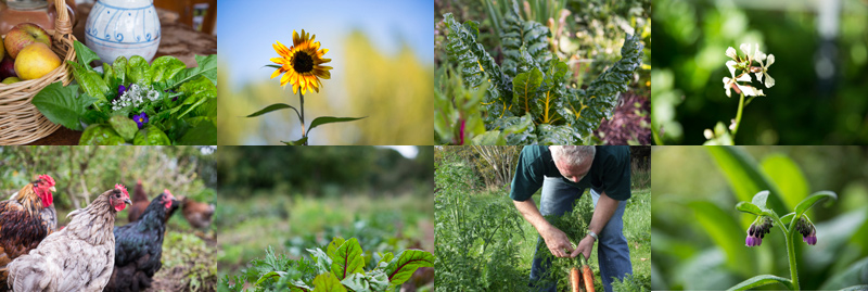 Garden Abundance