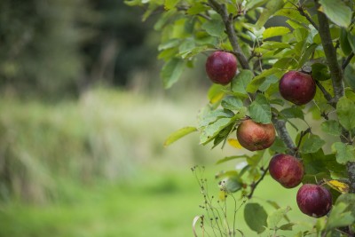 FRUIT TREE PRUNING on the Eco Living in Action radio show