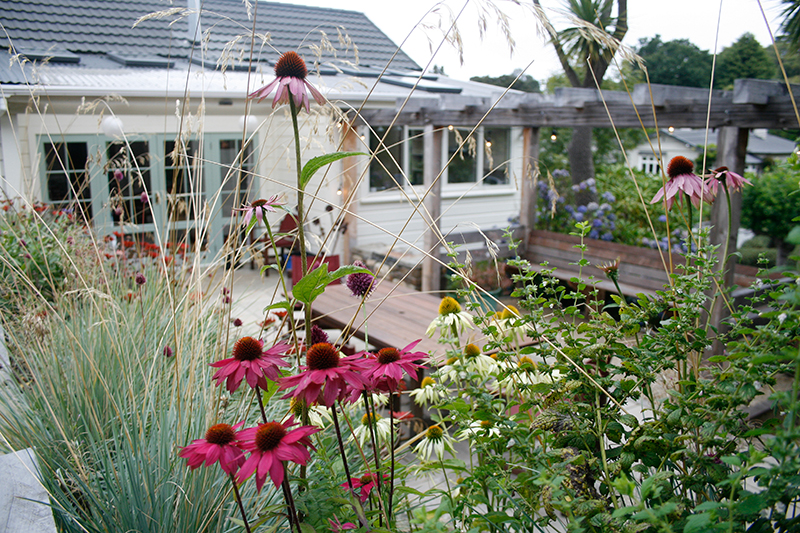 Coneflowers & Lemon Balm