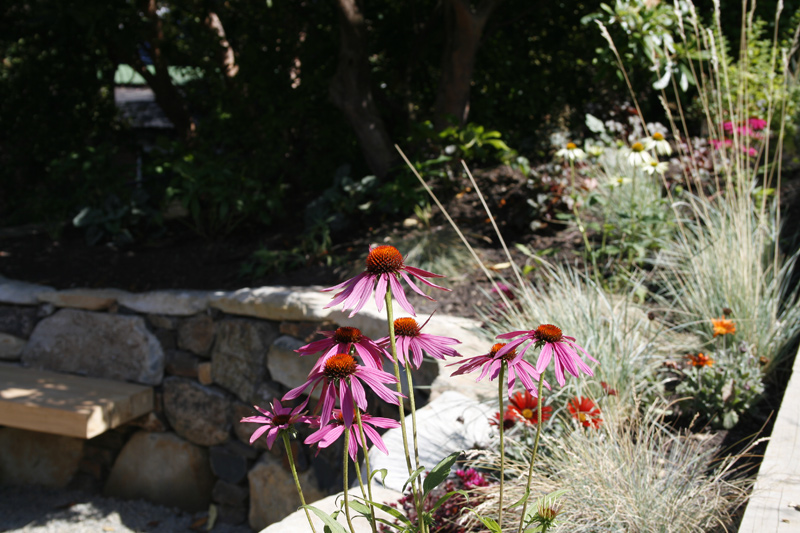 Echinacea