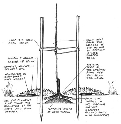Fruit Tree Planting Guide