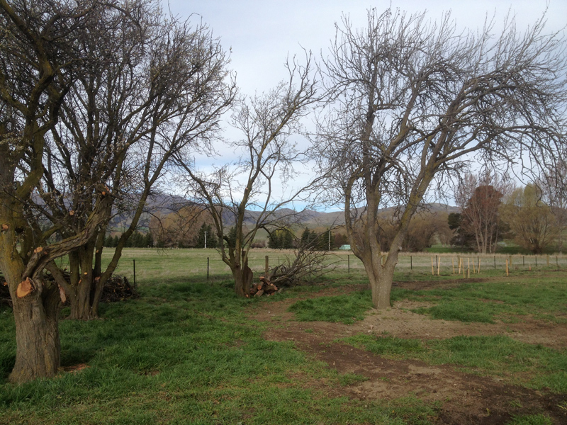 old fruit trees pruned