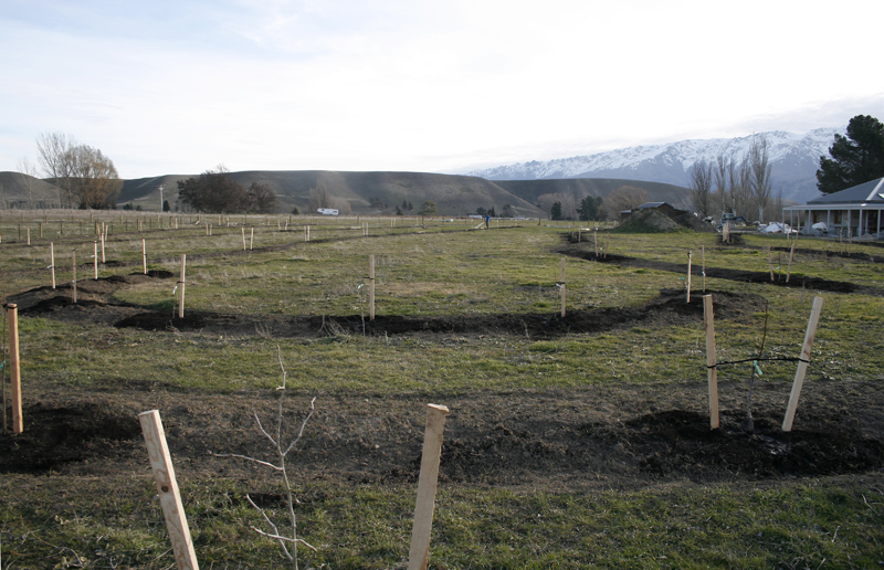 planting nut orchard