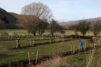 Permaculture Orchard Central Otago - Design/Planting 2016