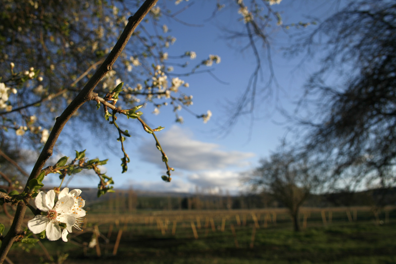 plum blossom