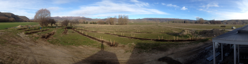 Tarras orchard planted