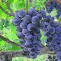 Albany Surprise Grape