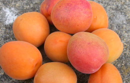 Moorpark Apricot 