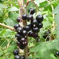 Blackcurrant 