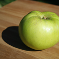 Bramleys Seedling Apple