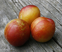 Burbank Plum