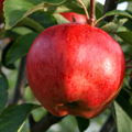 Cornish Aromatic Apple