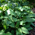 Dwarf Comfrey