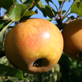 Egremont Russet Apple