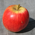 Fortune Apple