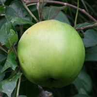 Grenadier Apple