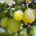 Invicta Gooseberry