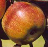 Irish Peach Apple