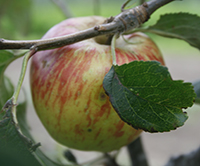 Lady Sudeley Apple