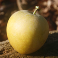 Merton Russet Apple