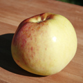 Peasgood's Nonsuch Apple