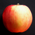 Prima Apple