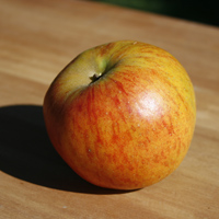 Ribston Pippin Apple