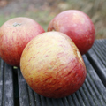 Tydemans Late Orange Apple