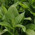 russian comfrey