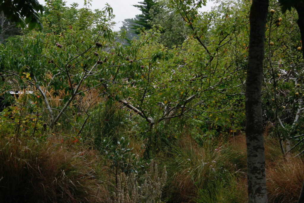 Food Forest with Grasses