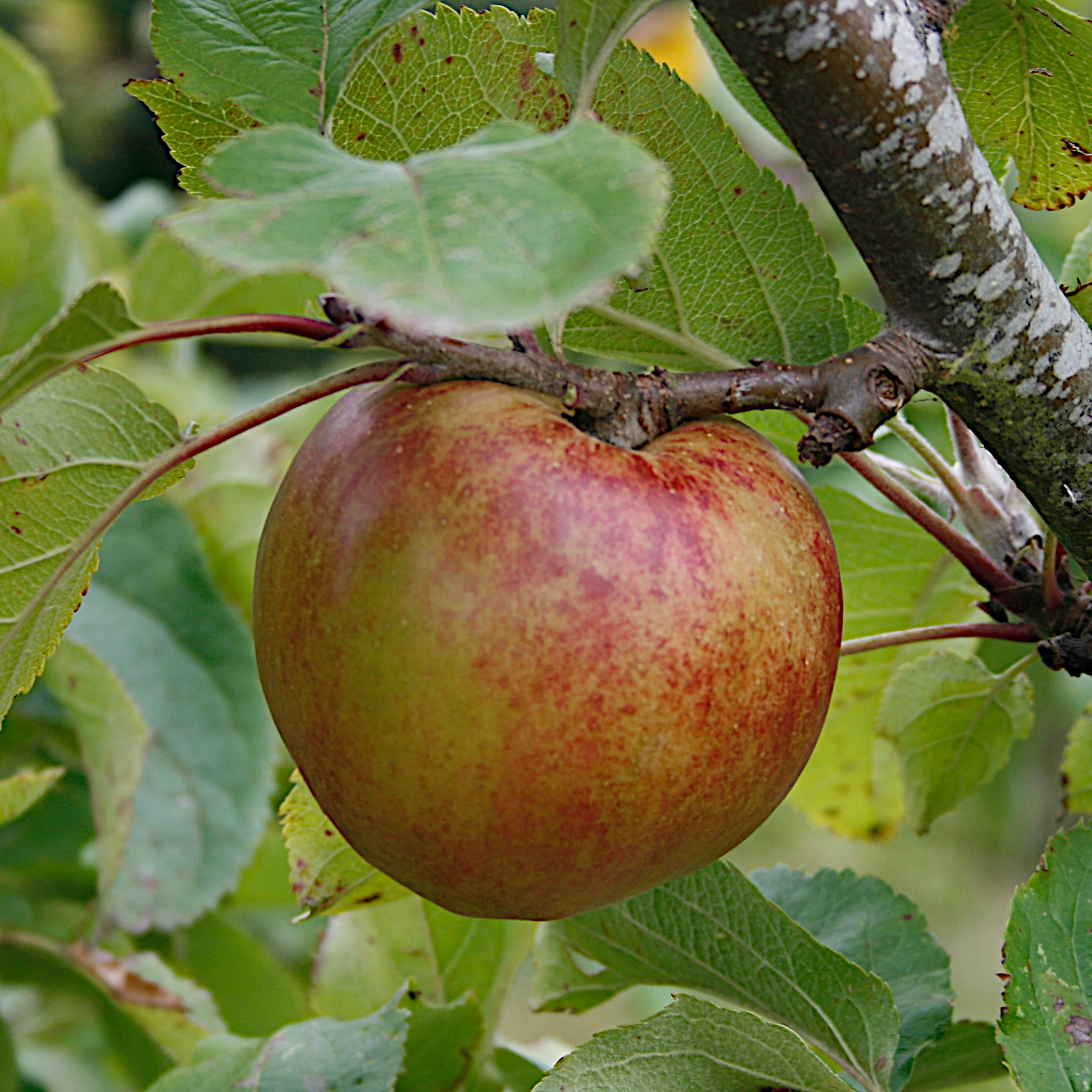 Apple Trees – Habitate