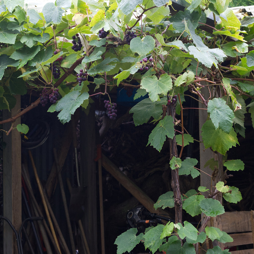 Grape - Albany Surprise