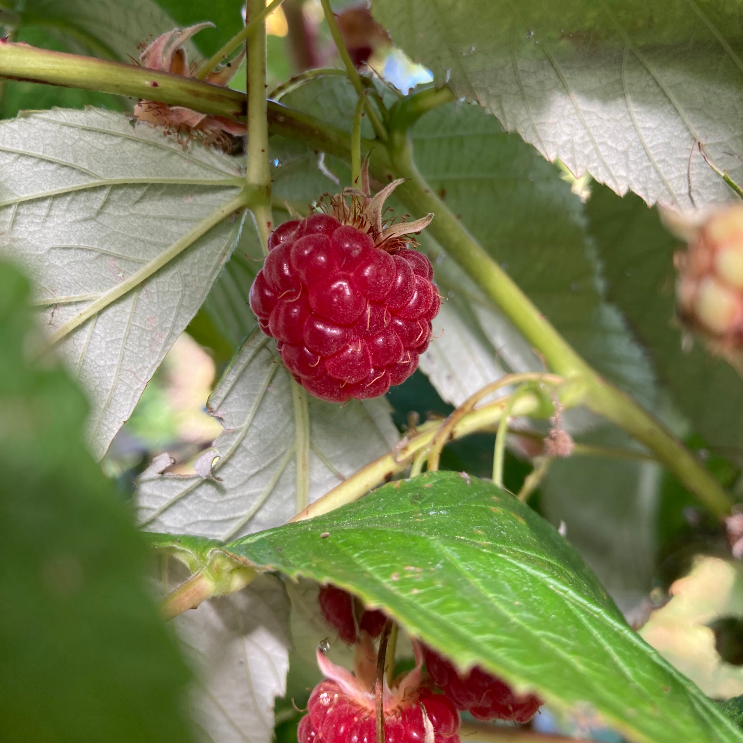 Raspberry Plant - Autumn Red