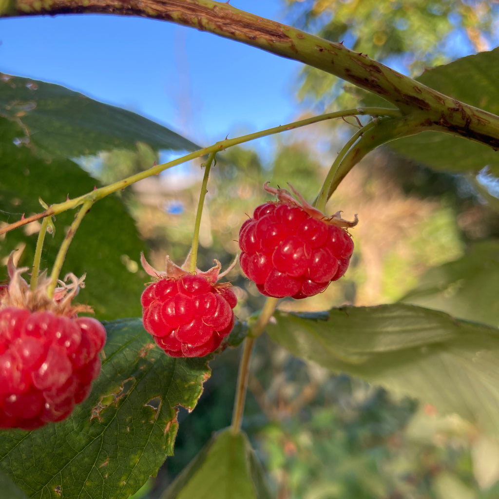 Raspberry Plant - Autumn Red