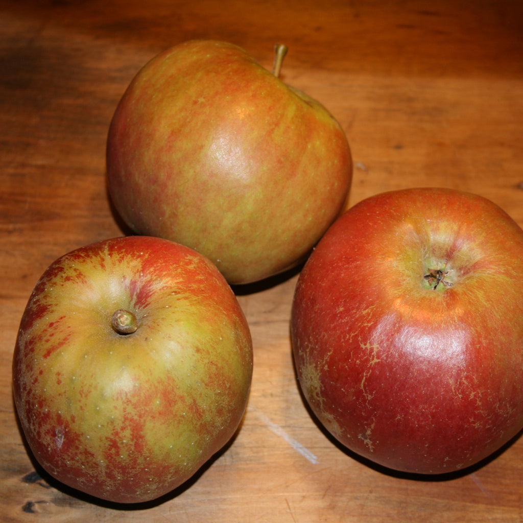 Apple - Belle de Boskoop
