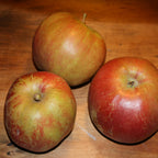 Apple - Belle de Boskoop