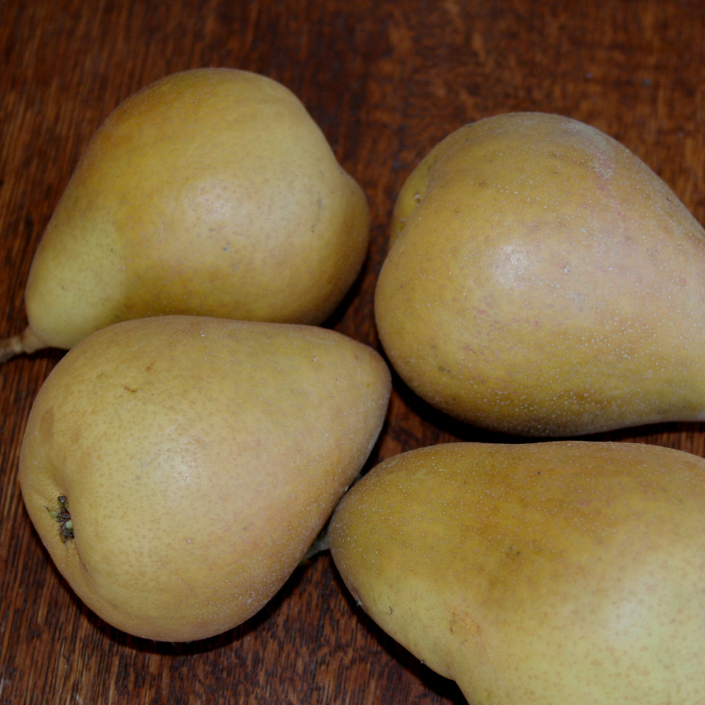 Four yellow russeted Beurre Hardy pears on a wooden table