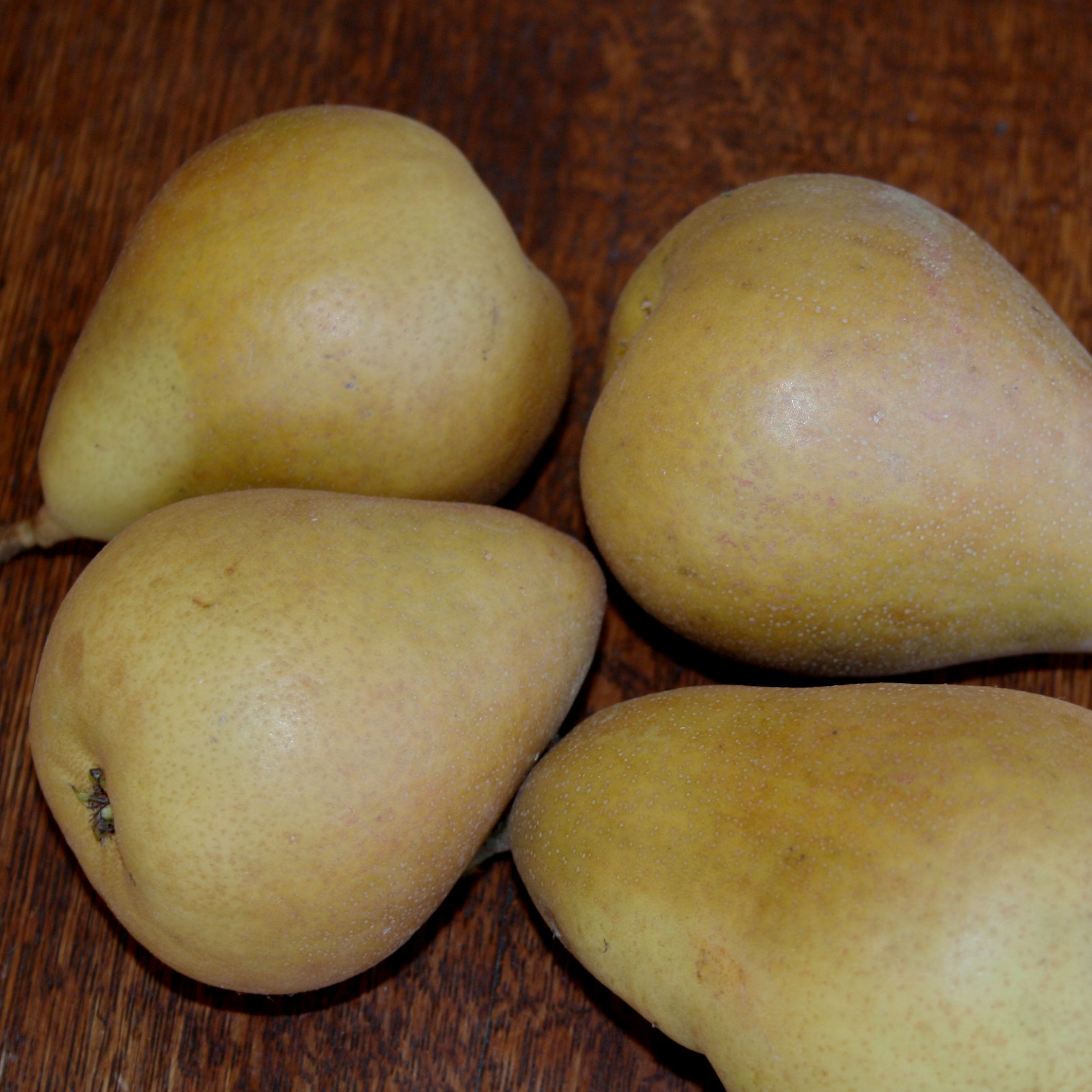 Four yellow russeted Beurre Hardy pears on a wooden table