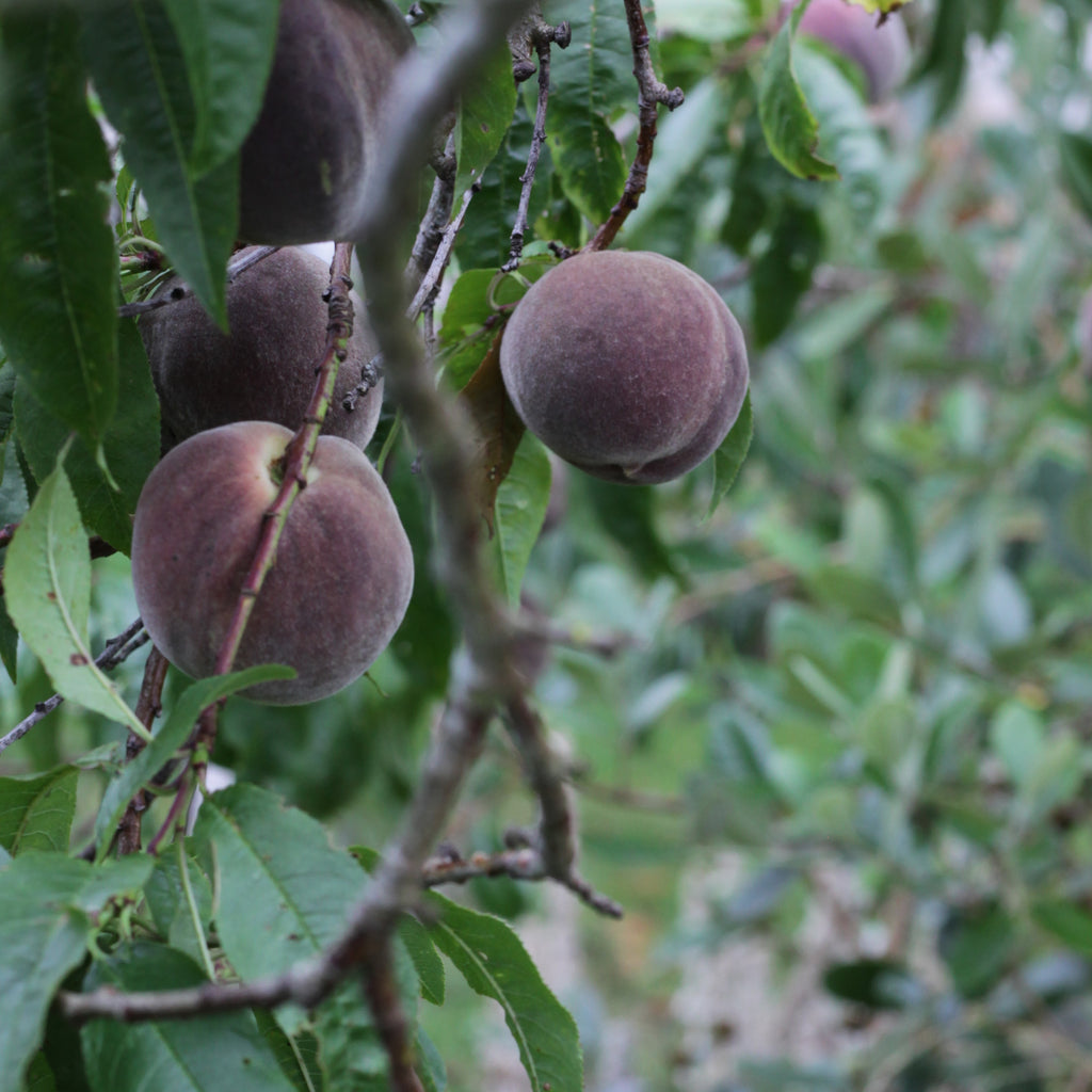 Peach - Blood Peach