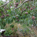Peach - Blood Peach