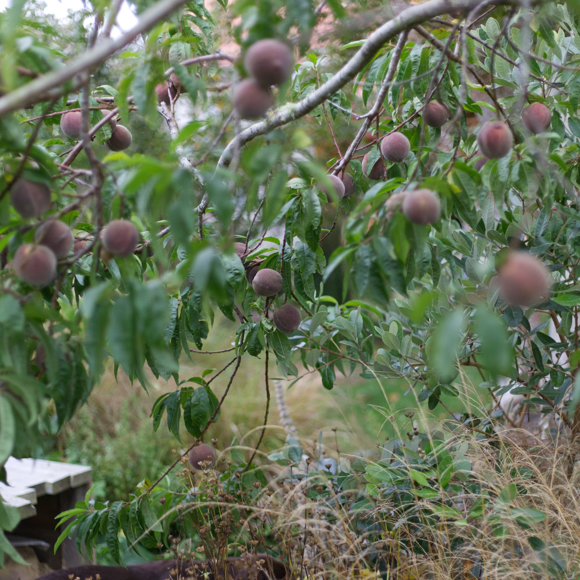 Peach - Blood Peach